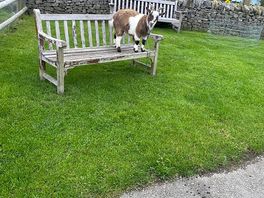 Angus the farm goat