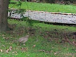 Wildlife visitor.