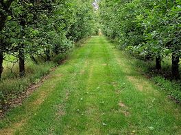 Orchard