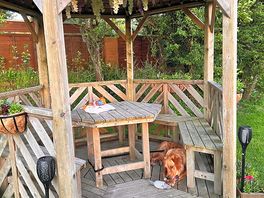 Dog enjoying the campsite