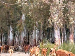 Gathering in the valley