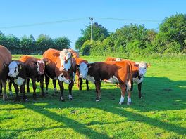 Morning moos 🐄