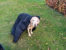 Who would have thought the dog was missing his home comforts.