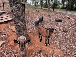 The goats