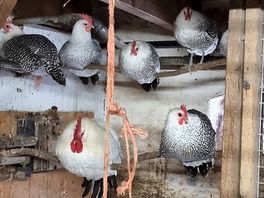 Chickens on the perch