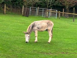 Donkey