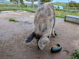 🐷