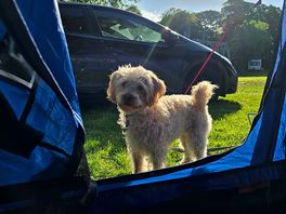 Our dog especially enjoyed herself