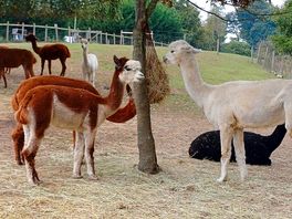 Alpacas ♥️