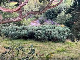The local walks