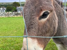 Resident donkey