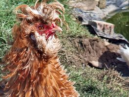 Rooster at mwnt campsite