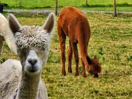 The kids loved seeing and feeding the alpacas