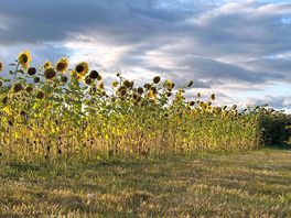 More sunset and sunflowers