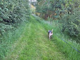 Dog walking area
