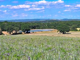 View of the field from top of the hill