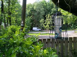 🌳🌲