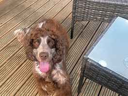Bertie on the decking