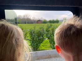 Watching rabbits from the window