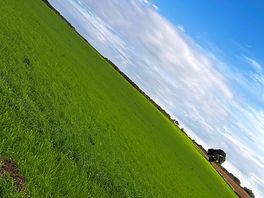 Field view