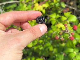 Fruit