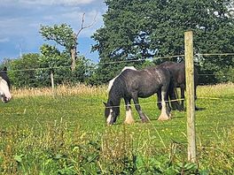 Horses