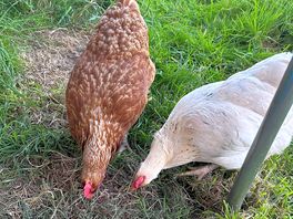 Visitors at dinner time