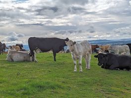 Cows on the farm