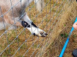 Partner feeding the animals