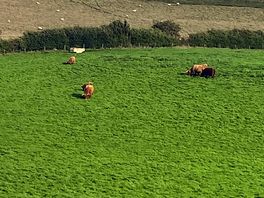 Highland cows straight out the front door