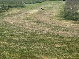 Baby guinea fowl coming out of the grass