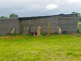Llamas chilling