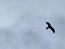 Local wildlife