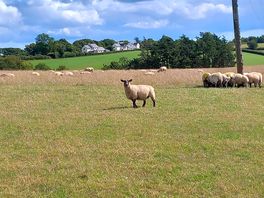 Sheep !!!