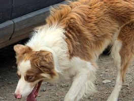 Flynn, working dog and welcoming host