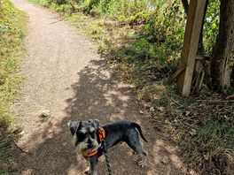 Lovely walk into worcester for an icecream 🐕‍🦺🍦 😎