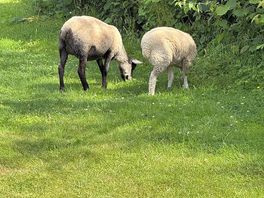 Sheep in my field