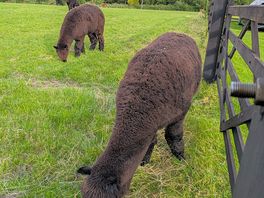 Llamas