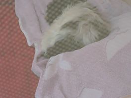 Our friends dog loved it just chilling in our tent asleep