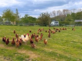 Chickens