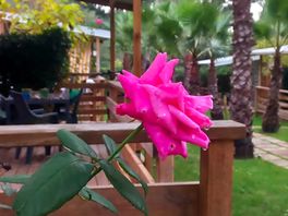 Camping delle rose