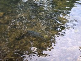 Bakewell