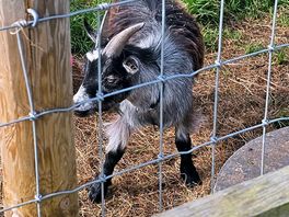 Goat