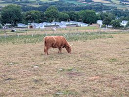 Highland cows