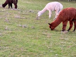 Alpaca