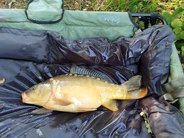 Another nice fish