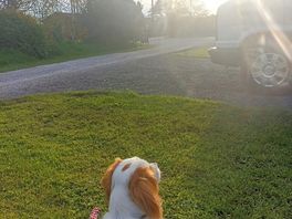 A dogs life