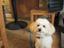 Ralph was loving the attention from the staff