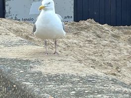 Seagull