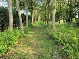 Woodland dog walk